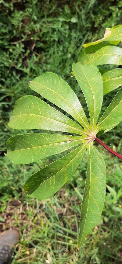 Sample image from Makerere University Cassava