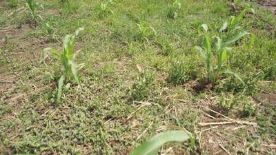 Sample image from Maize-Weed Image