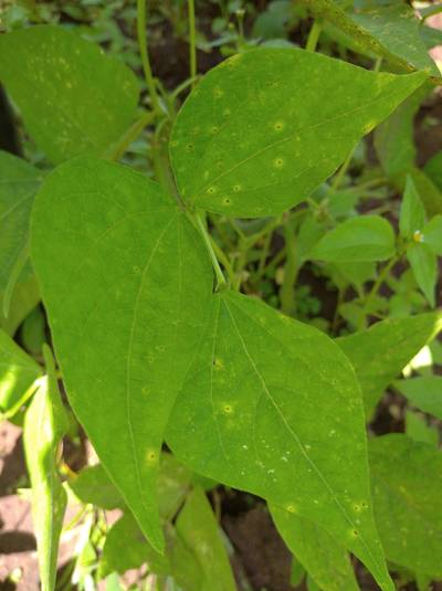 Sample image from Makerere University Beans