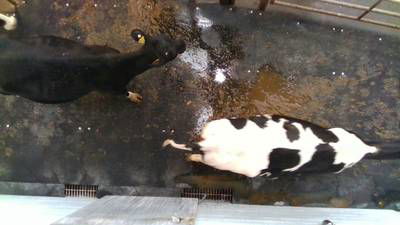 Sample image from Cows2021