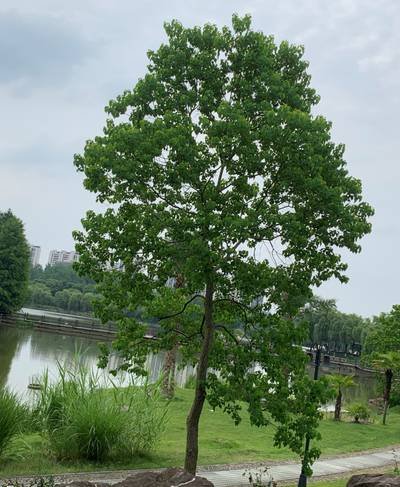 Sample image from Urban Street: Tree Classification