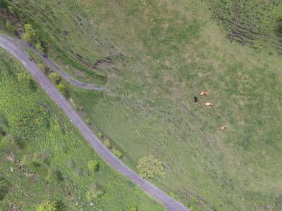 Sample image from Cattle Detection and Counting in UAV Images