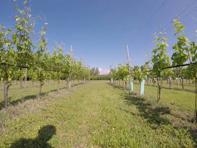 Sample image from Vineyard Rows