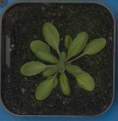 Sample image from Plant Growth Segmentation