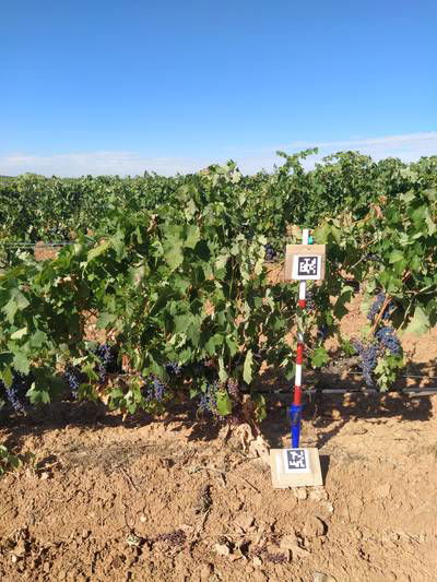 Sample image from AI4Agriculture Grape Dataset