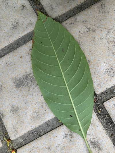 Sample image from Urban Street: Leaf