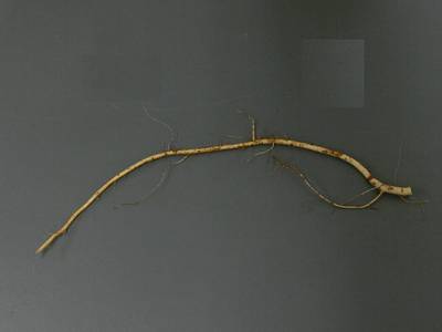 Sample image from Alfalfa Roots