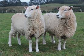 Sample image from Sheep Detection