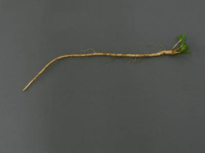 Sample image from Alfalfa Roots
