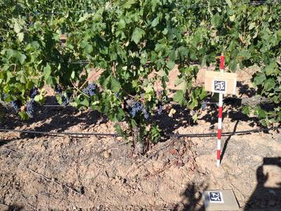 Sample image from AI4Agriculture Grape Dataset