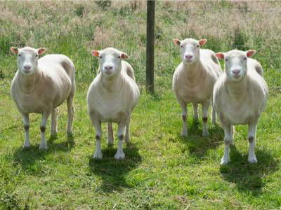 Sample image from Sheep Detection