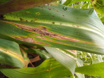 Sample image from Makerere University Maize