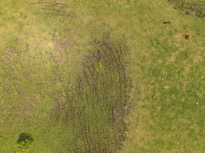 Sample image from Cattle Detection and Counting in UAV Images