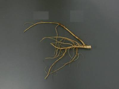 Sample image from Alfalfa Roots