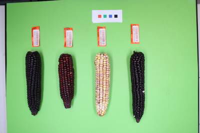 Sample image from Maize Cobs