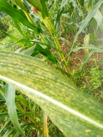 Sample image from KaraAgro AI Maize