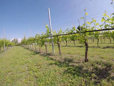 Sample image from Vineyard Rows