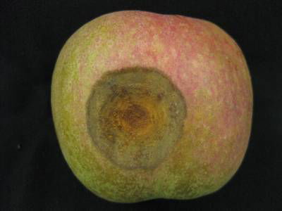 Sample image from Disease Detection in Fruit Images