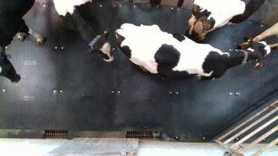 Sample image from Cows2021