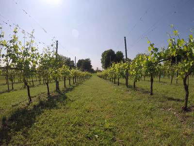 Sample image from Vineyard Rows