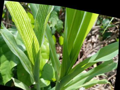 Sample image from KaraAgro AI Maize