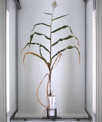 Sample image from Maize Whole Plant Image