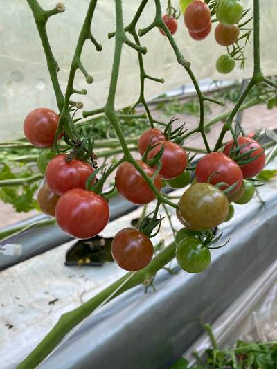 Sample image from LaboroTomato