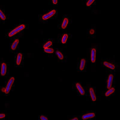 Sample image from DeepBacs E. Coli