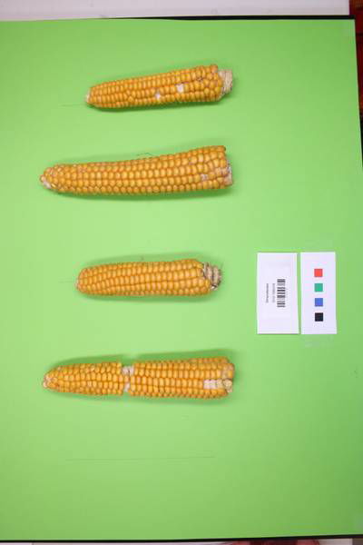 Sample image from Maize Cobs