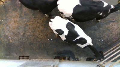 Sample image from Cows2021