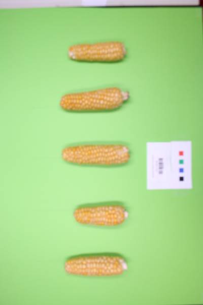 Sample image from Maize Cobs