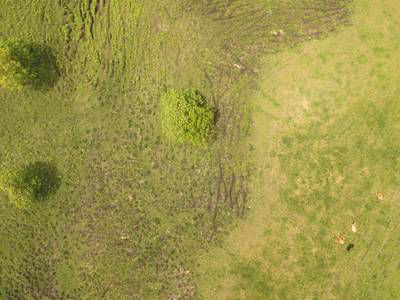 Sample image from Cattle Detection and Counting in UAV Images