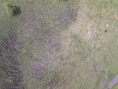 Sample image from Cattle Detection and Counting in UAV Images