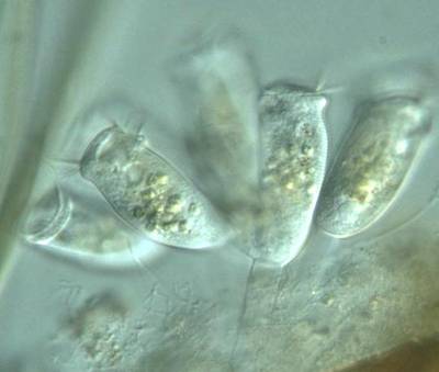 Sample image from EMDS-6