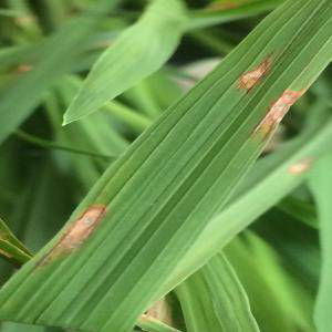 Sample image from Rice Disease