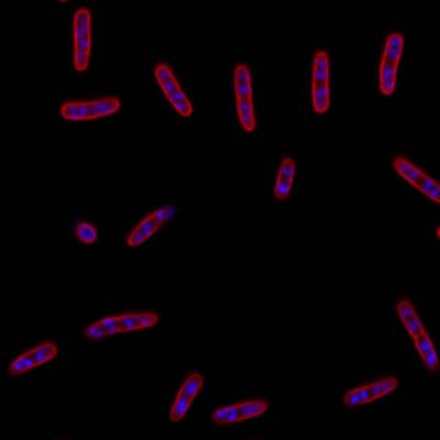 Sample image from DeepBacs E. Coli