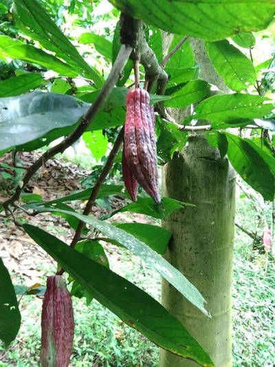 Sample image from Cocoa Diseases