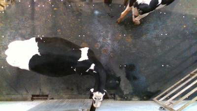 Sample image from Cows2021