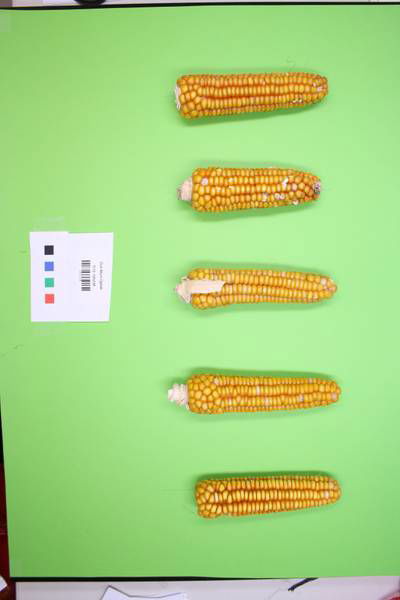 Sample image from Maize Cobs