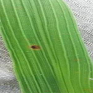 Sample image from Rice Disease