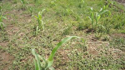 Sample image from Maize-Weed Image