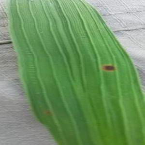 Sample image from Rice Disease