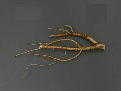 Sample image from Alfalfa Roots