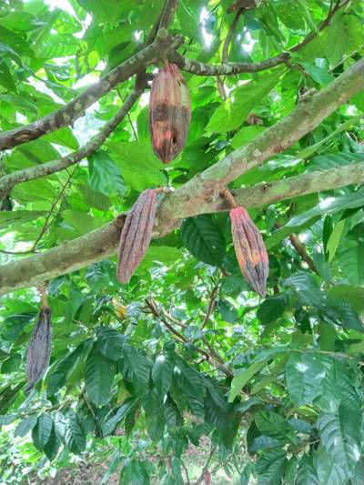 Sample image from Cocoa Diseases