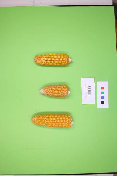 Sample image from Maize Cobs