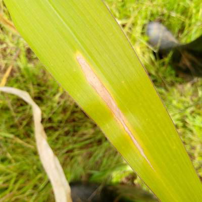 Sample image from Makerere University Maize