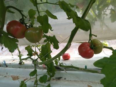 Sample image from LaboroTomato