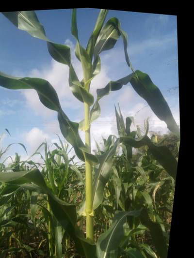 Sample image from KaraAgro AI Maize