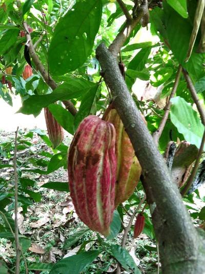 Sample image from Cocoa Diseases