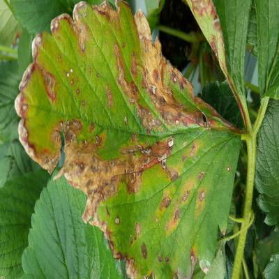 Sample image from Strawberry Disease Detection